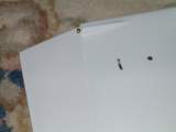 Photo Number 6